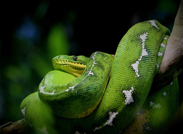 EmeraldTreeBoa