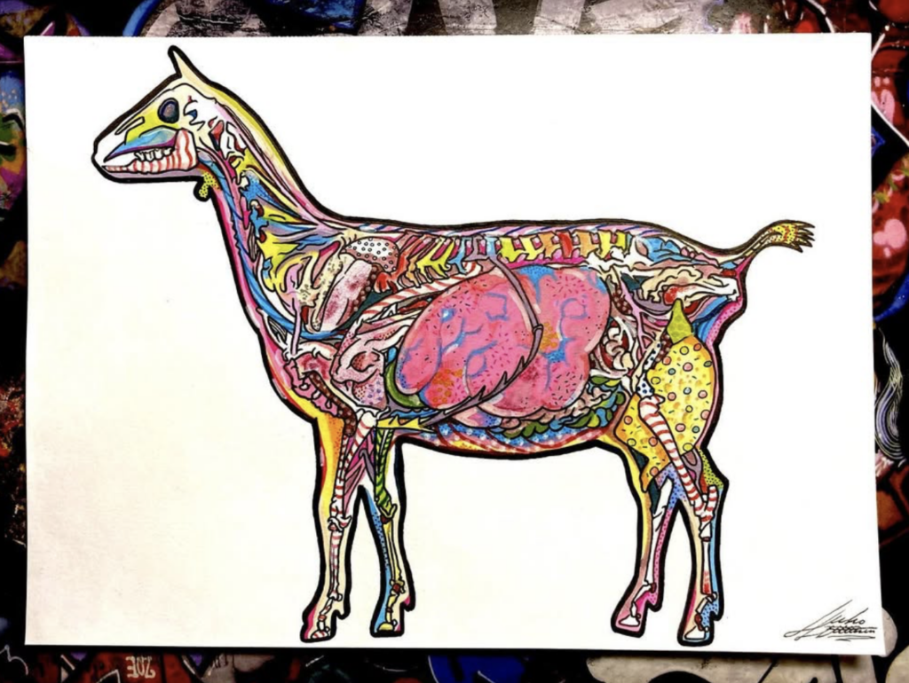 Drawing of a goat